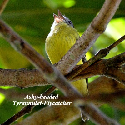 Ashy-headed Tyrannulet-Flycatcher